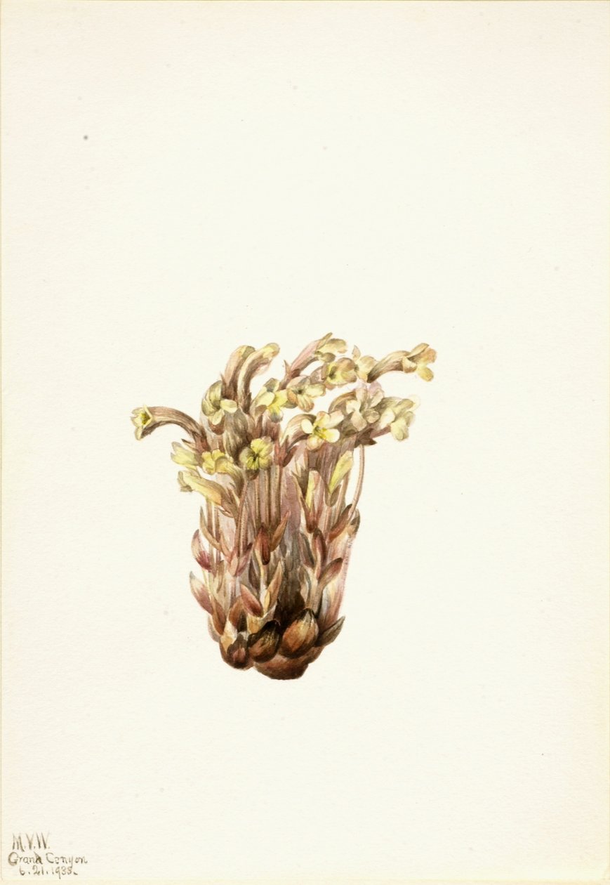 Skvalderkål (Orobanche fasciculata) af Mary Vaux Walcott