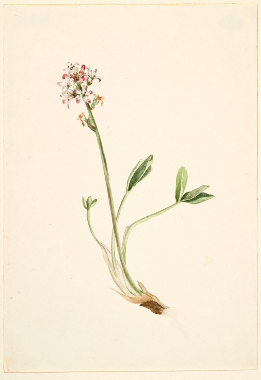 Bukkeblad (Menyanthes trifoliata) af Mary Vaux Walcott