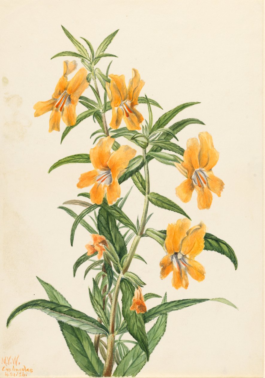 Abeurt (Diplacus longiflorus) af Mary Vaux Walcott