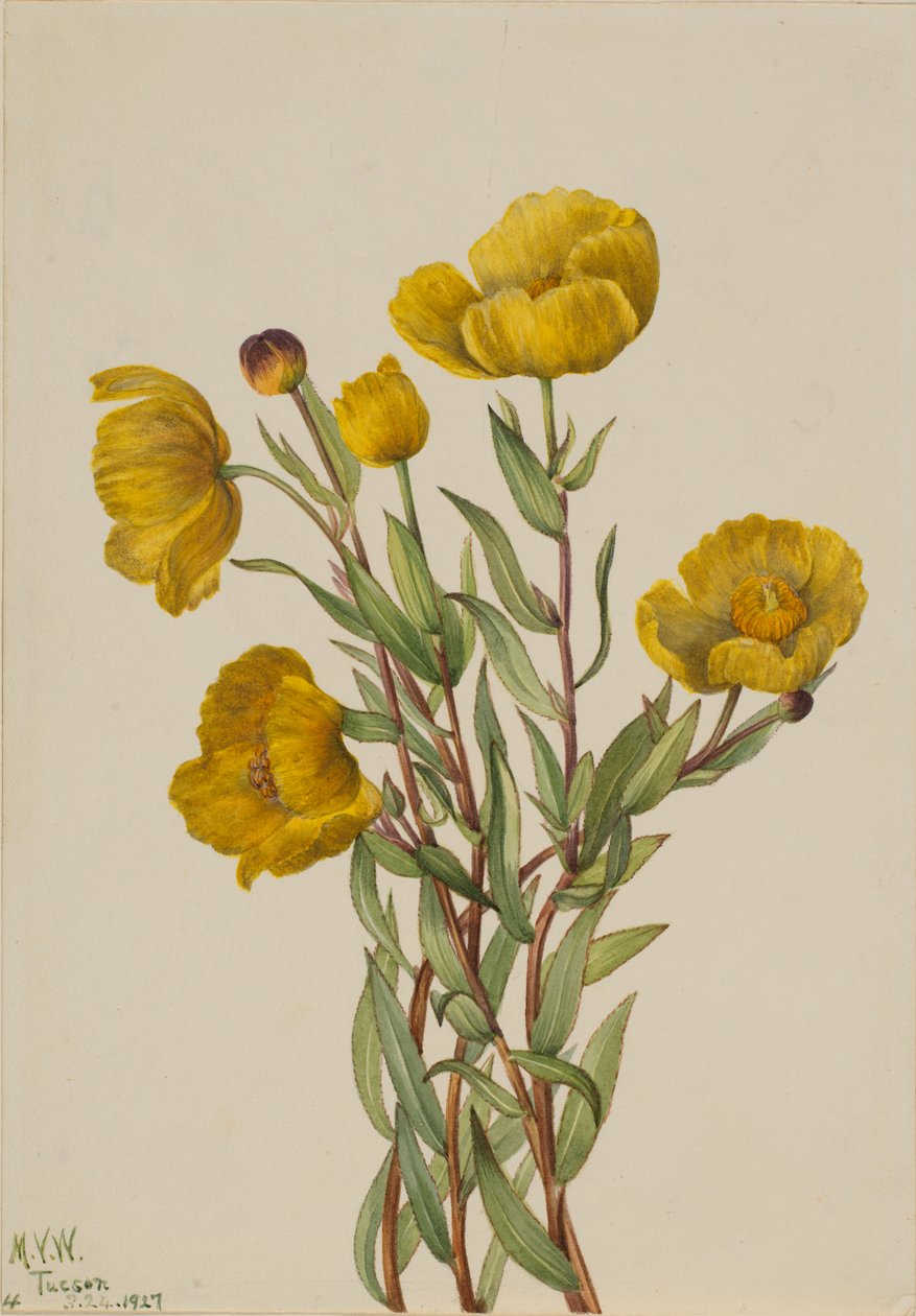 Buskvalmue (Dendromecon rigidum) af Mary Vaux Walcott