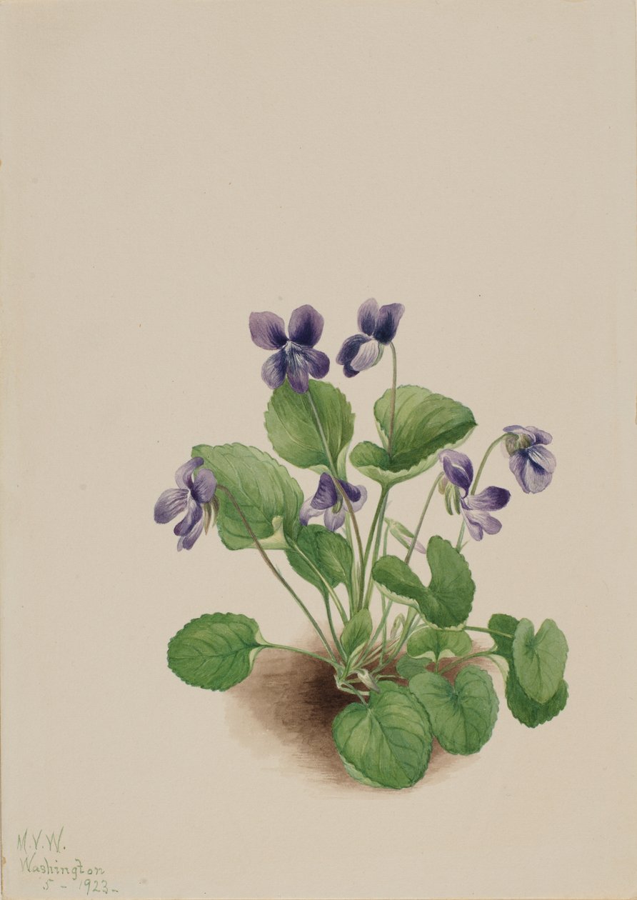 Sommerfuglviolet Viola papilionacea, 1923. af Mary Vaux Walcott