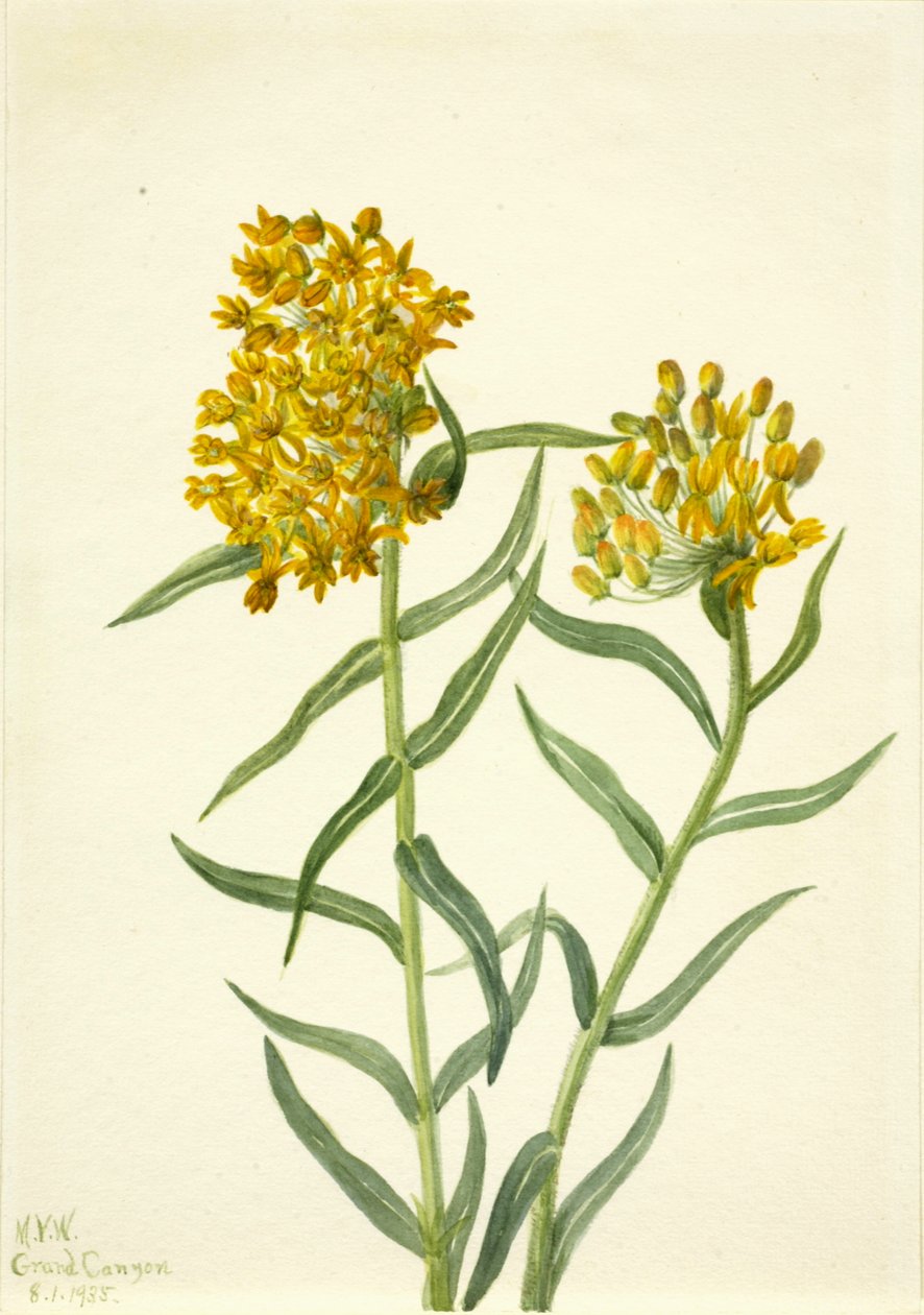 Sommerfugleukrudt Asclepias tuberosa, 1935. af Mary Vaux Walcott