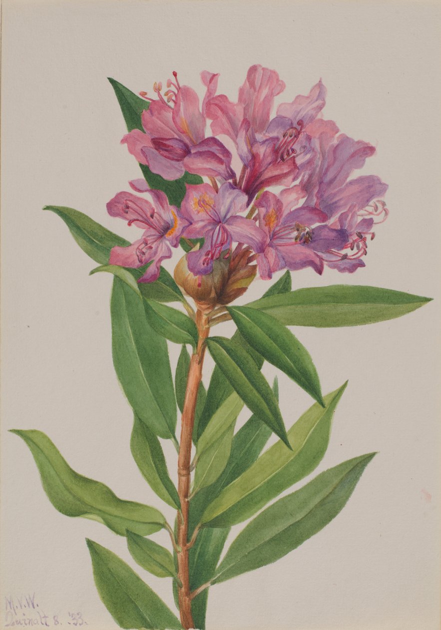 Californisk rose-bug (Rhododendron californicum) af Mary Vaux Walcott