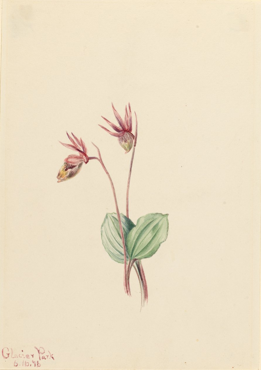 Calypso (Cytherea bulbosa) af Mary Vaux Walcott