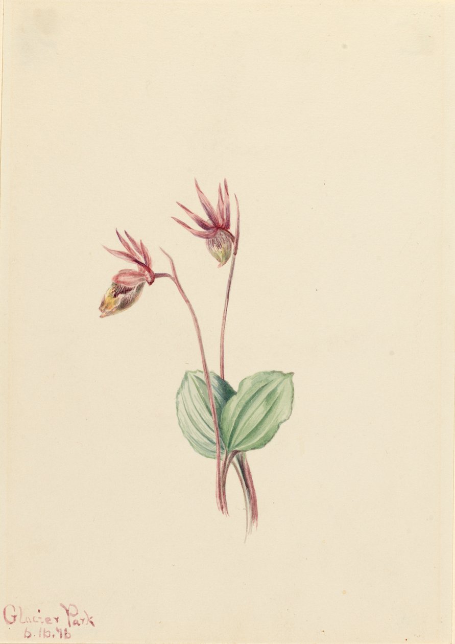Calypso Cytherea bulbosa, 1916. af Mary Vaux Walcott