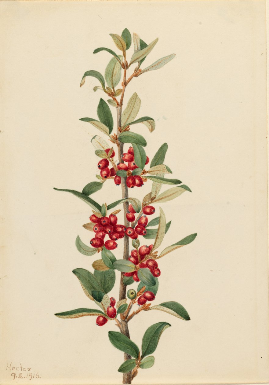 Canadisk bøffeloberbær (Lepargyrea canadensis) af Mary Vaux Walcott