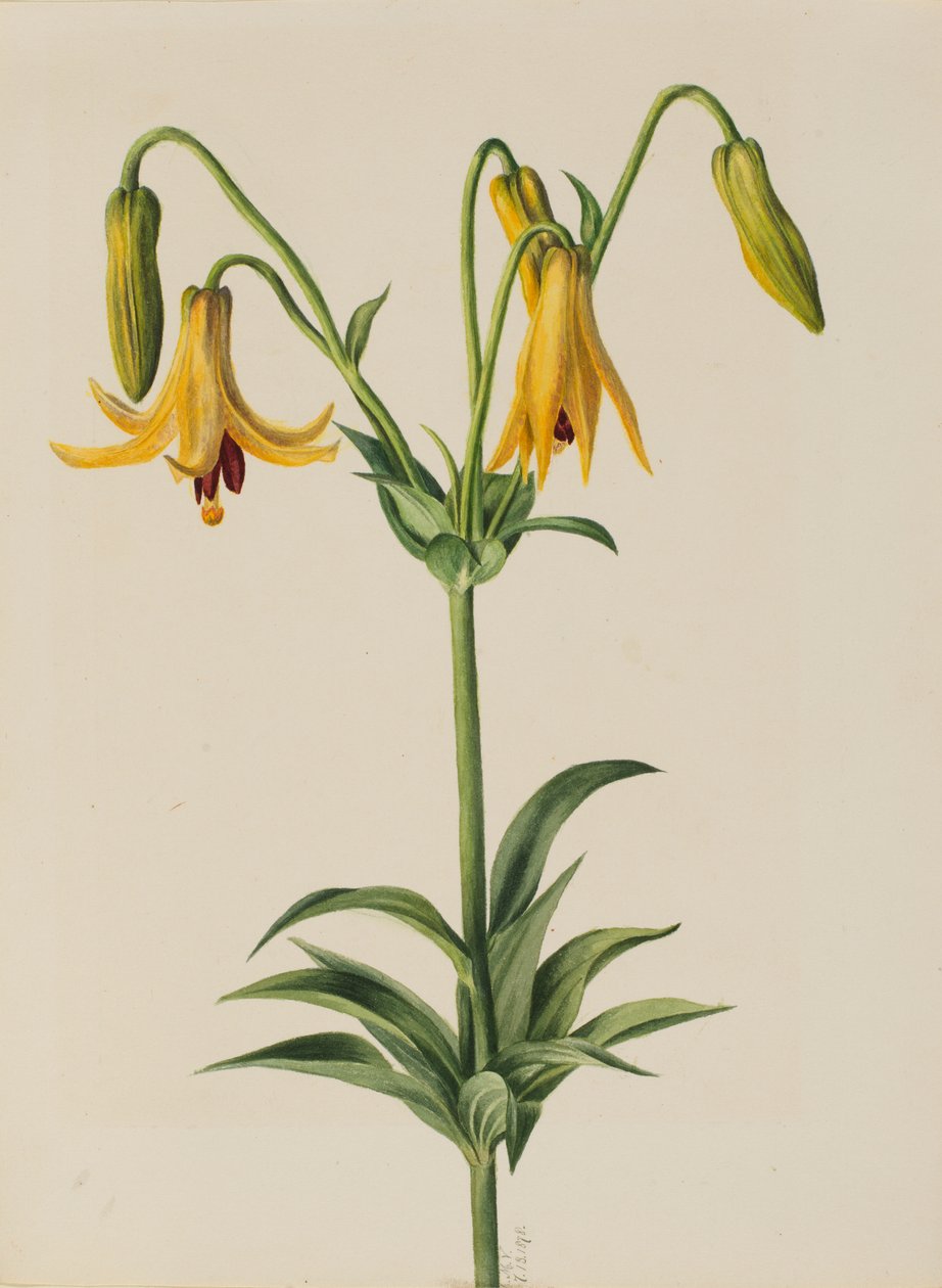 Kanadalilje (Lilium canadense) af Mary Vaux Walcott