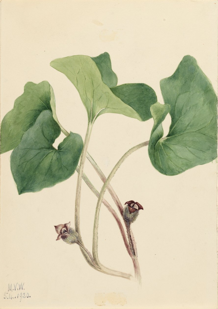 Canada Wild Ginger Asarum canadense, 1920. af Mary Vaux Walcott