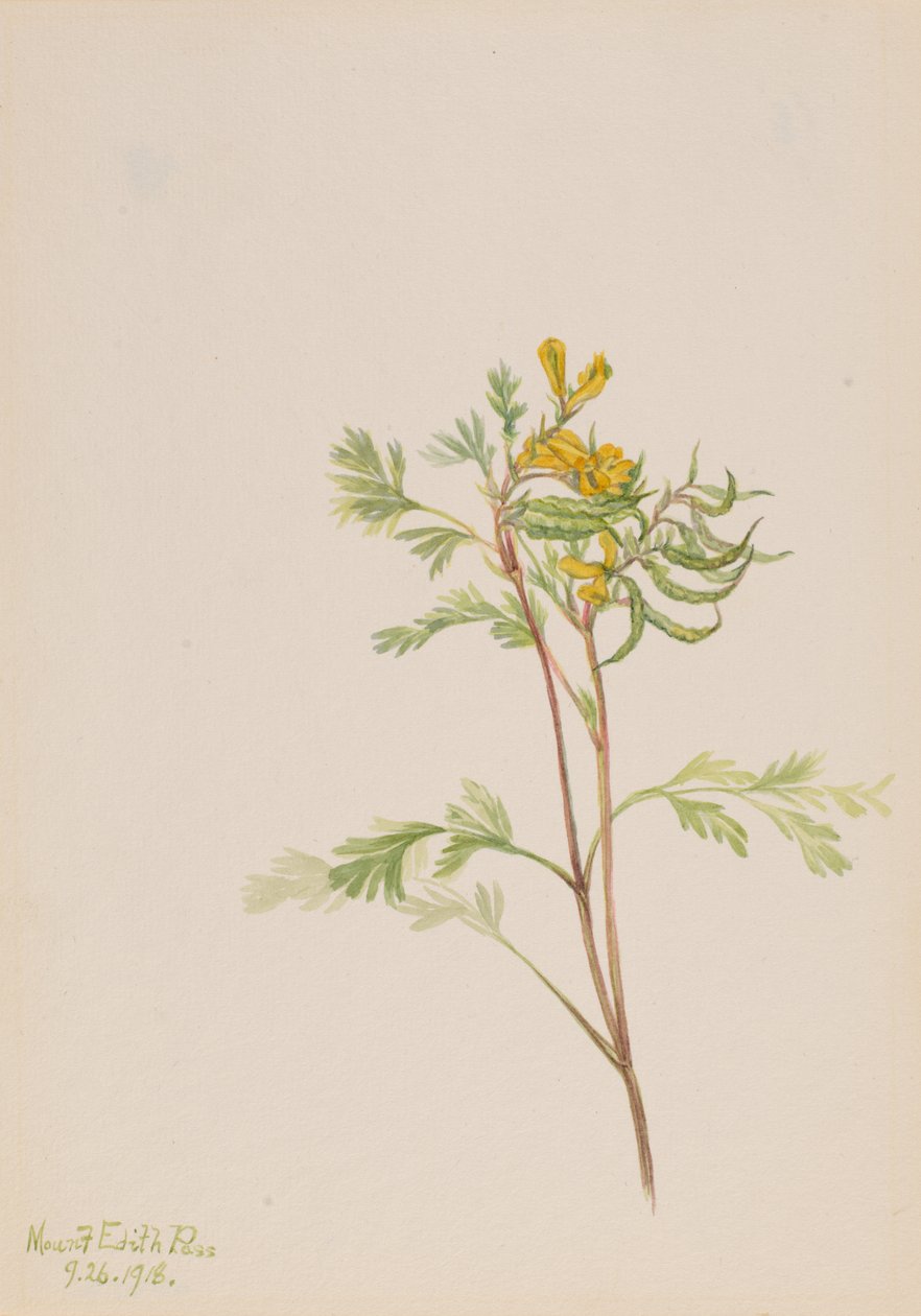Capnoides aureum, 1918. af Mary Vaux Walcott