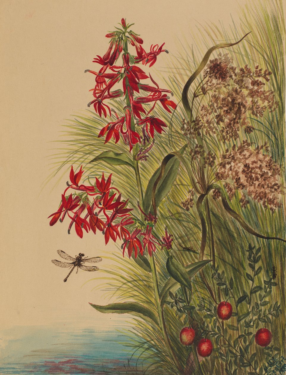 Kardinalblomst (Lobelia cardinalis) af Mary Vaux Walcott