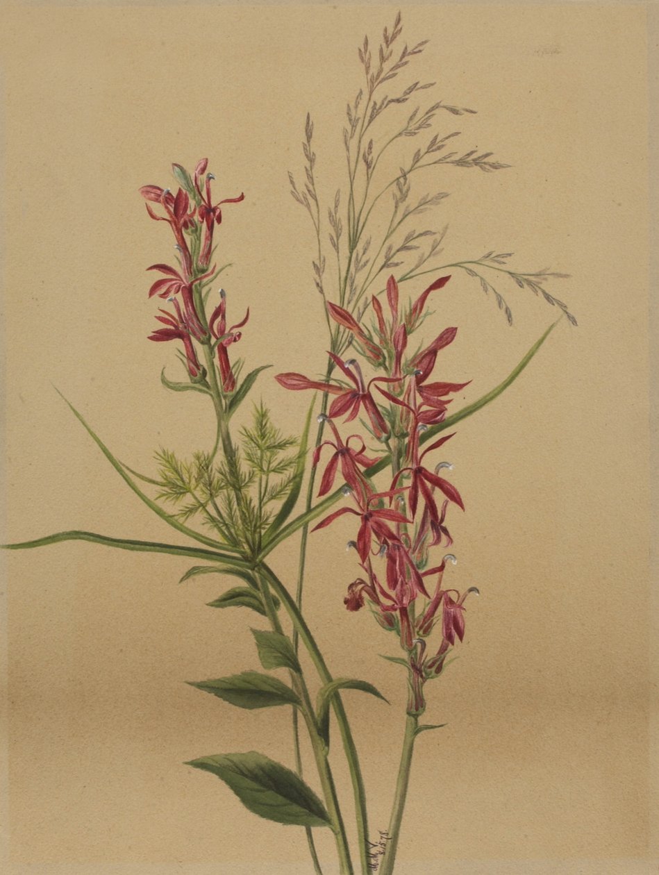 Kardinalblomst (Lobelia cardinalis) af Mary Vaux Walcott
