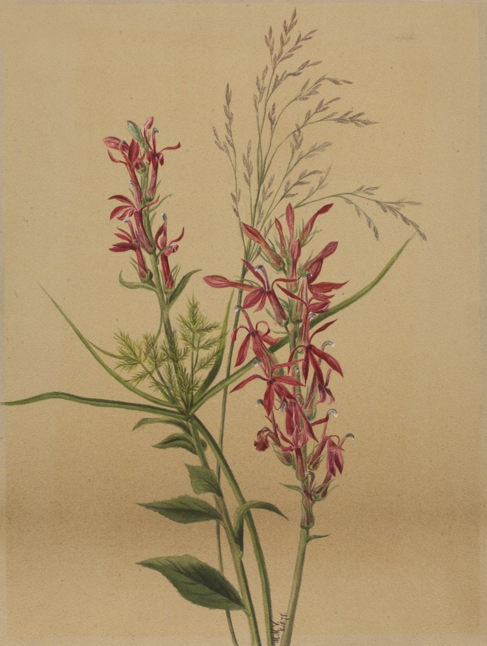 Kardinalblomst Lobelia cardinalis, 1878. af Mary Vaux Walcott