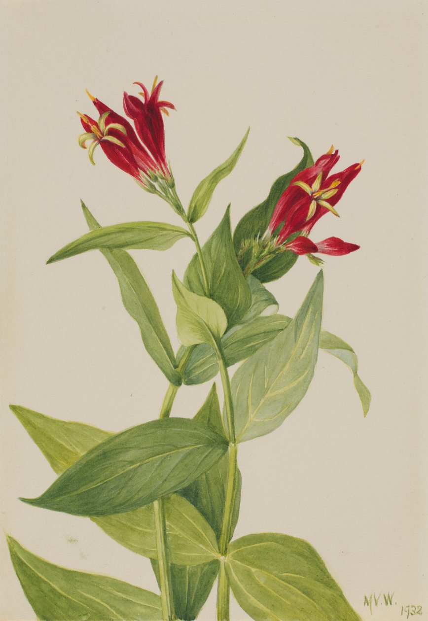 Carolina Pink Spigelia marylandica, 1932. af Mary Vaux Walcott