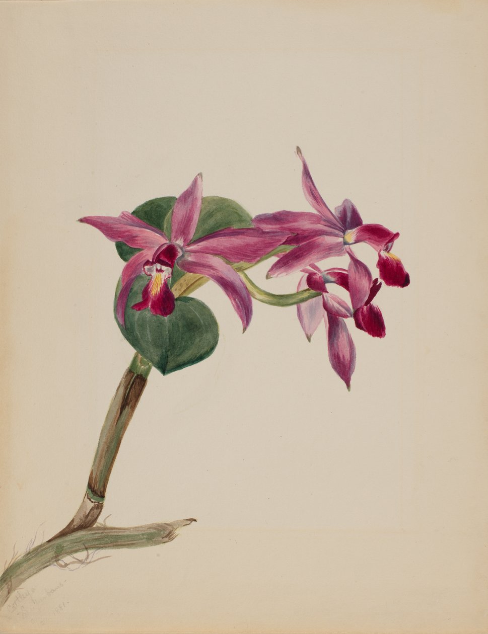 Cattleya stolt, 1881. af Mary Vaux Walcott