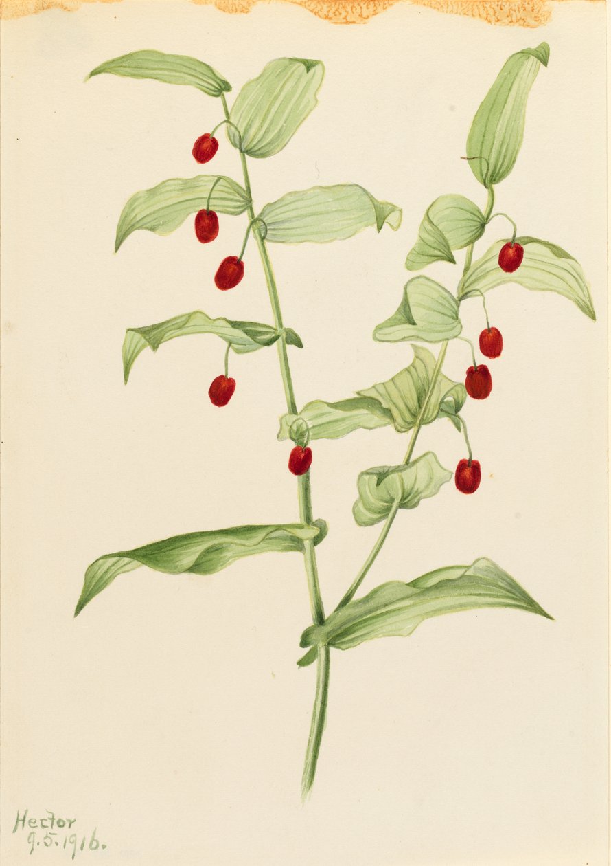 Snoet stilk (Streptopus amplexifolius) af Mary Vaux Walcott
