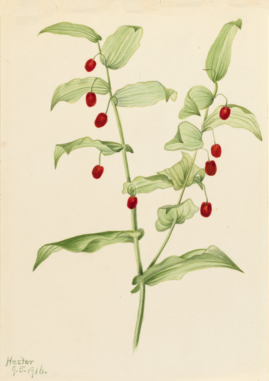 Snoet stilk Streptopus amplexifolius, 1916. af Mary Vaux Walcott