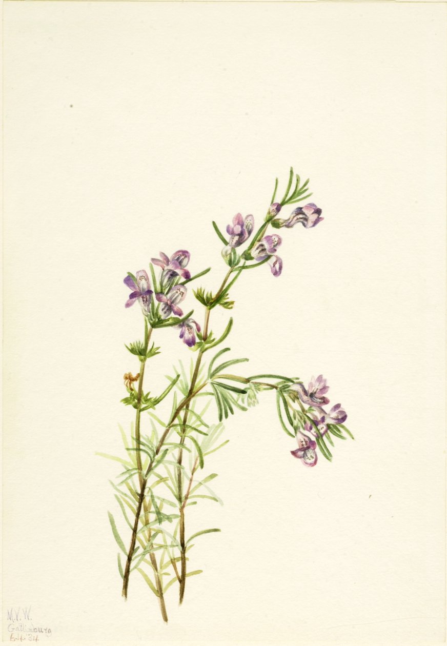 Conradina verticillata, 1934. af Mary Vaux Walcott