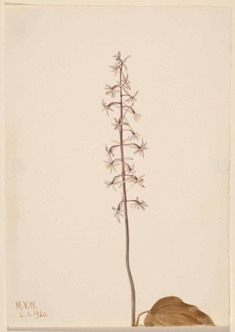 Trane-flue-orkidé (Tipularia uniflora) af Mary Vaux Walcott