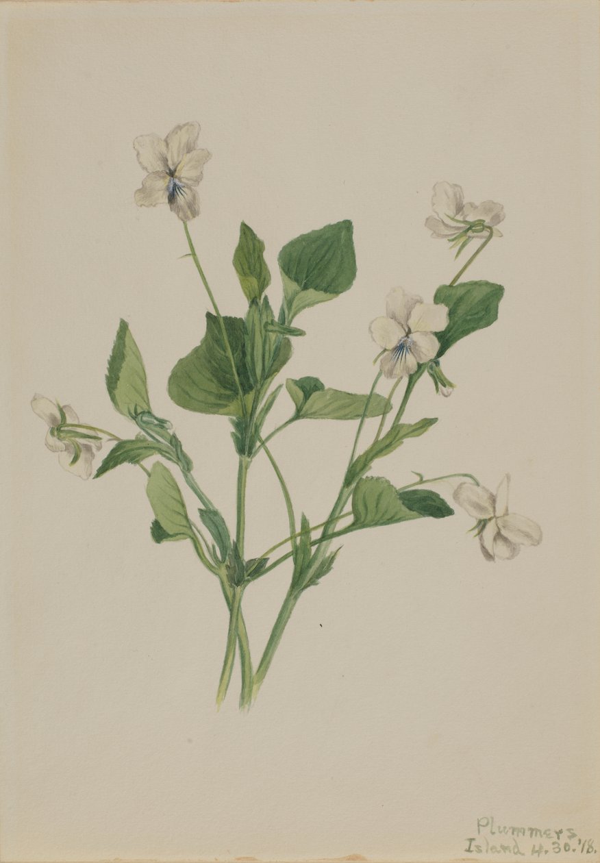 Creme Violet Viola striata, 1918. af Mary Vaux Walcott