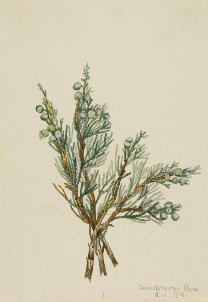 Krybende Juniper Juniperus horizontalis, 1918. af Mary Vaux Walcott
