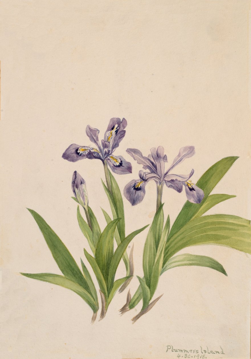 Crested Iris Iris cristata, 1918. af Mary Vaux Walcott