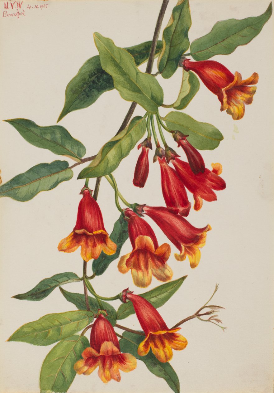 Crossvine Anisostichus capreolatus, 1925. af Mary Vaux Walcott