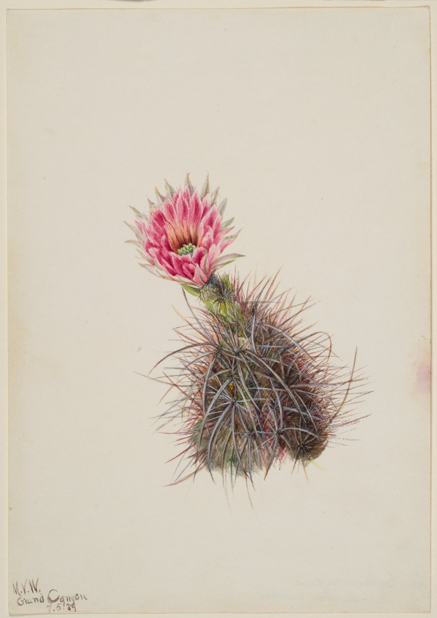 Agurkaktus, 1939. af Mary Vaux Walcott