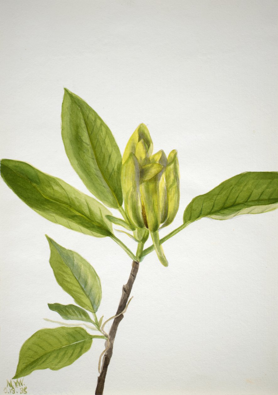 Agurktræ Magnolia scuminata, 1938. af Mary Vaux Walcott
