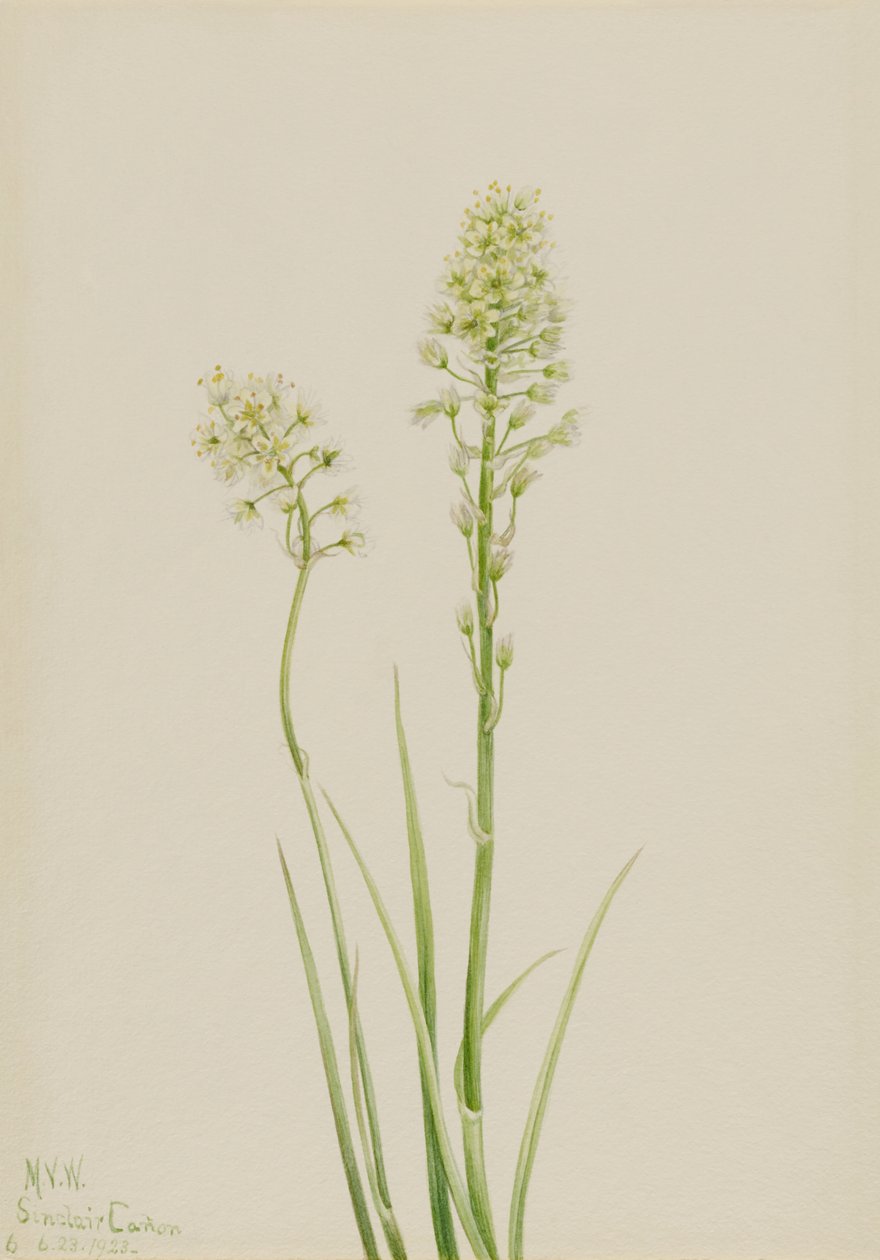 Dødskamæle (Zygadenus venenosus) af Mary Vaux Walcott