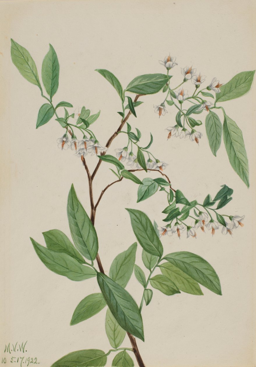 Hjortetrøst (Polycodium stamineum) af Mary Vaux Walcott