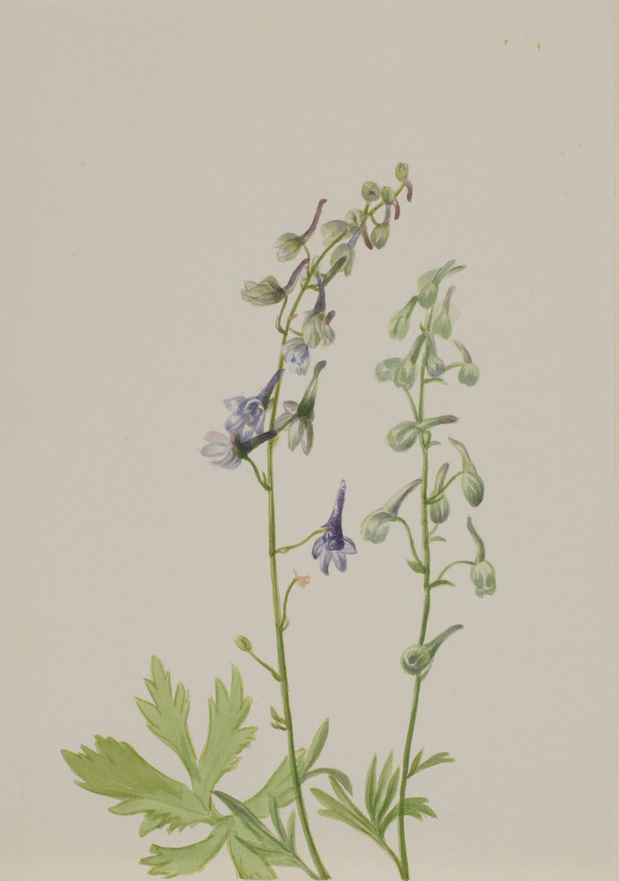 Ridderspore (Delphinium scopulorum) af Mary Vaux Walcott