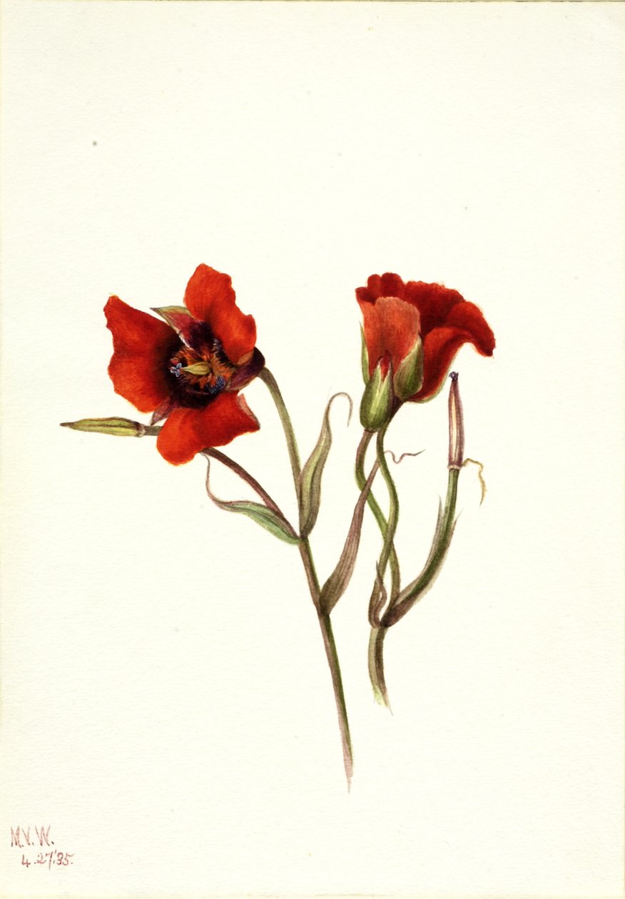 Desert Mariposa Calochortus kennedyi, 1935. af Mary Vaux Walcott