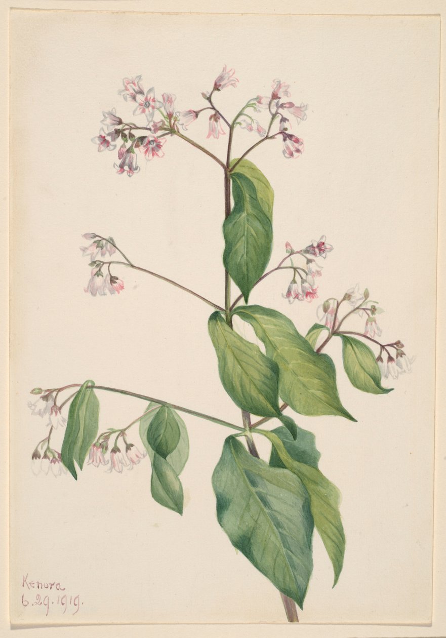 Hundehov (Apocyum androsaemfolium) af Mary Vaux Walcott