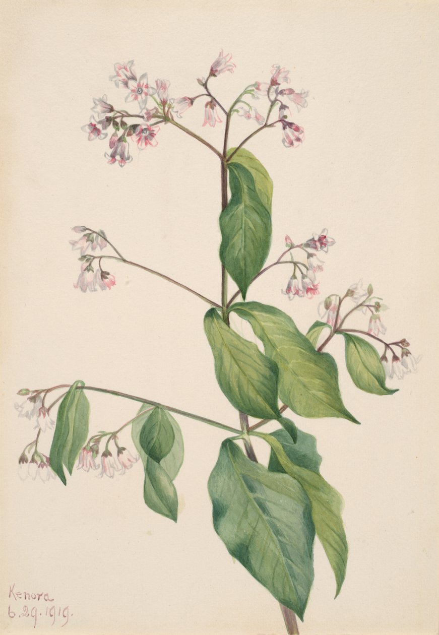Dogbane Apocyum androsaemfolium, 1919. af Mary Vaux Walcott