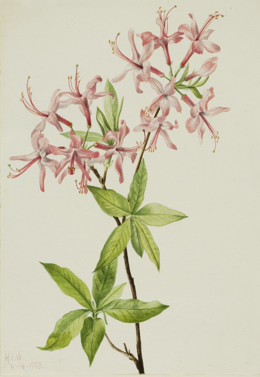 Downy Pinxter Bloom (Azalea rosea) af Mary Vaux Walcott