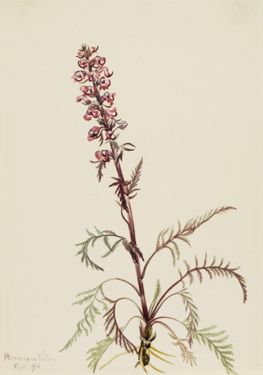 Elephanthead Pedicularis Greenlandica, 1916. af Mary Vaux Walcott