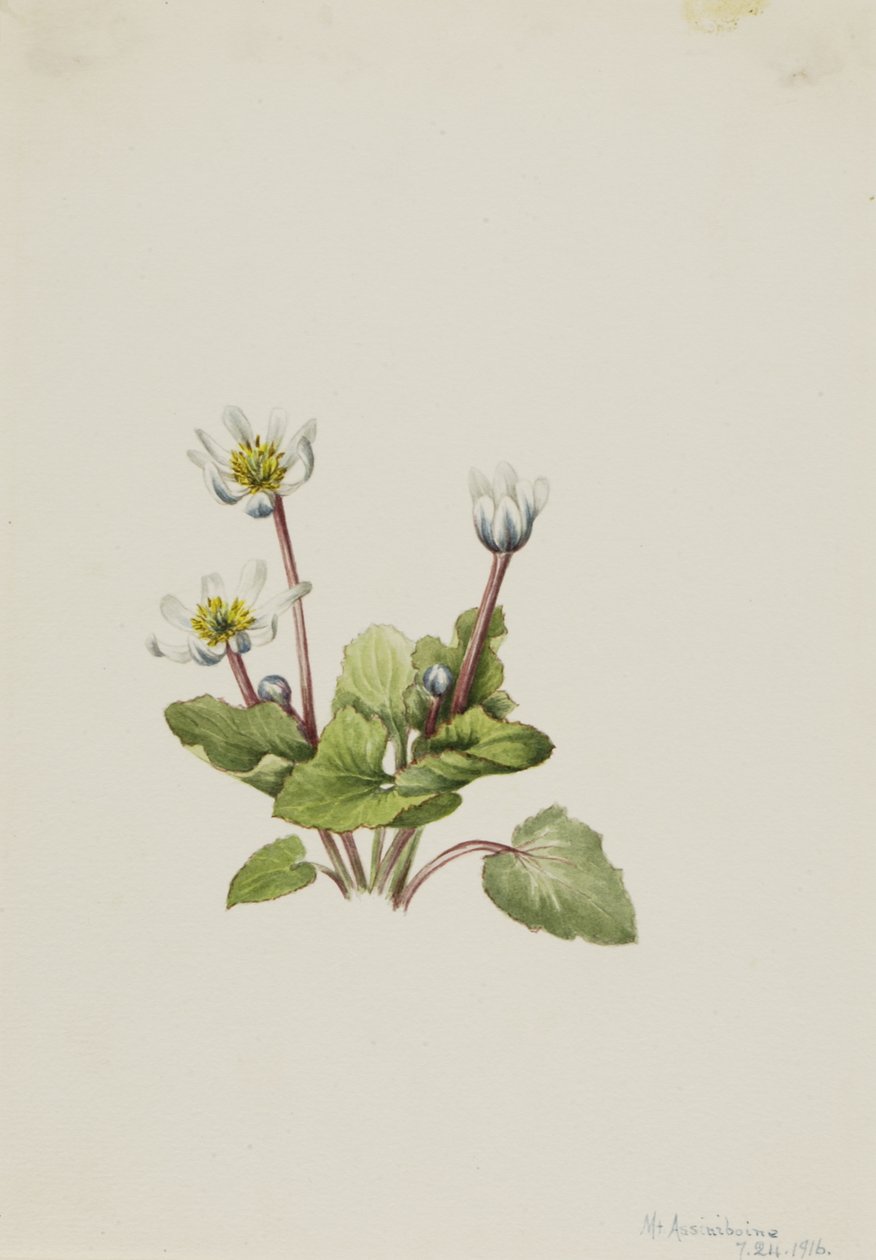 Elkslip Caltha leptosepala, 1916. af Mary Vaux Walcott