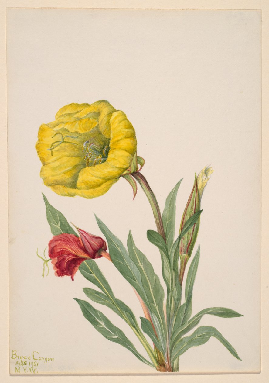 Primrose Oenothera howardi, 1928-1931. af Mary Vaux Walcott