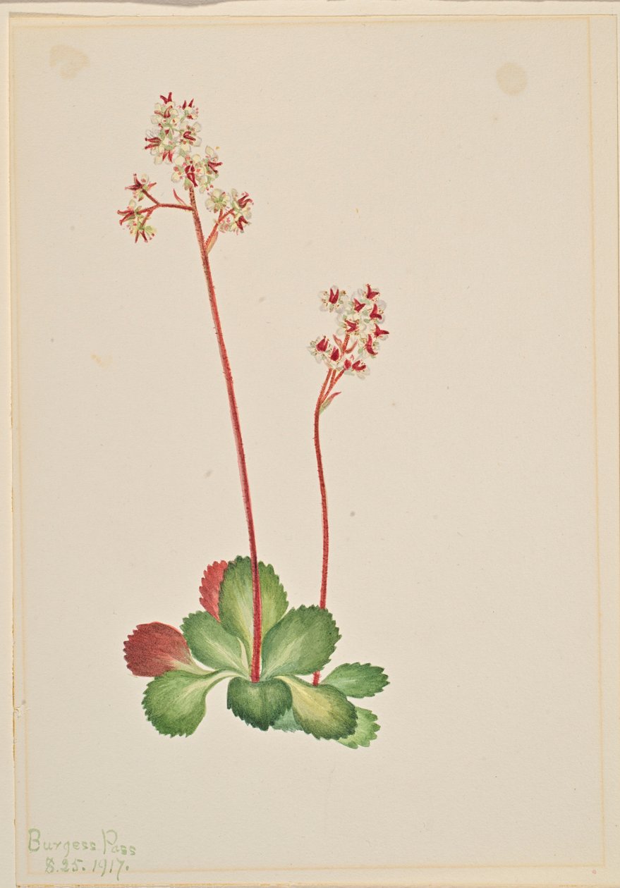 Stedsegrøn stenbræk (Leptarrhena pyrolifolia) af Mary Vaux Walcott