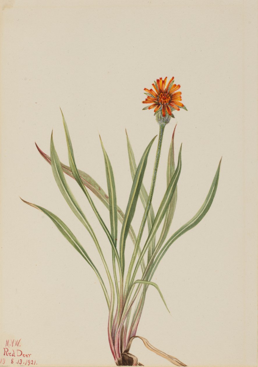 Falsk mælkebøtte Agoseris aurantiaca, 1921. af Mary Vaux Walcott