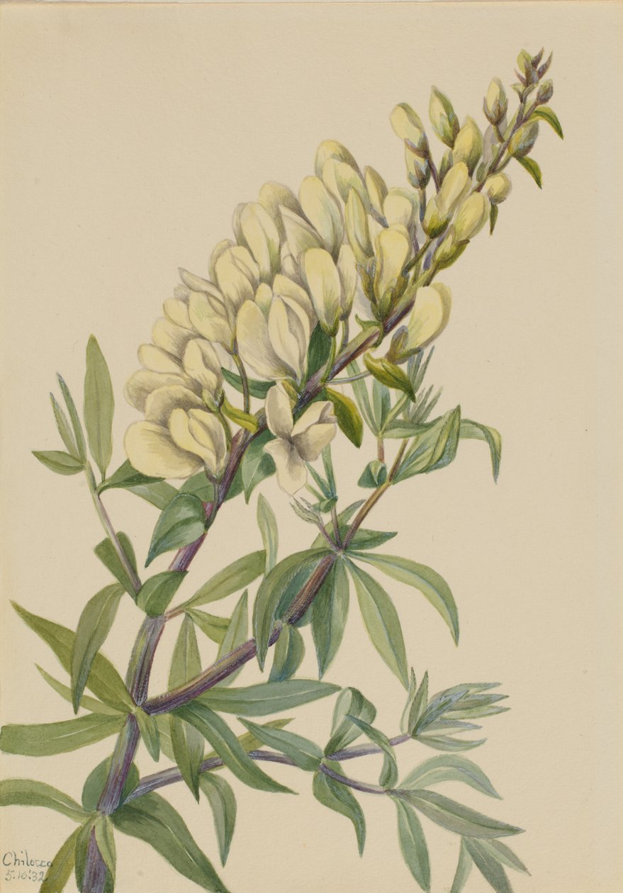 Falsk Indigo Baptista bructeata, 1932. af Mary Vaux Walcott
