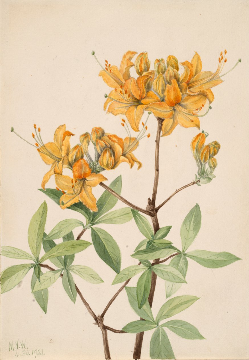 Flamme Azalea Azalea lutea, 1921. af Mary Vaux Walcott