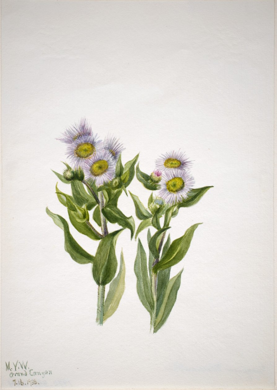 Loppeurt (Erigeron macranthus) af Mary Vaux Walcott