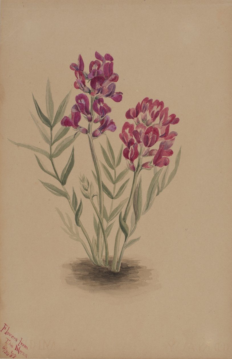 Blomster fra Mesa, 1883. af Mary Vaux Walcott