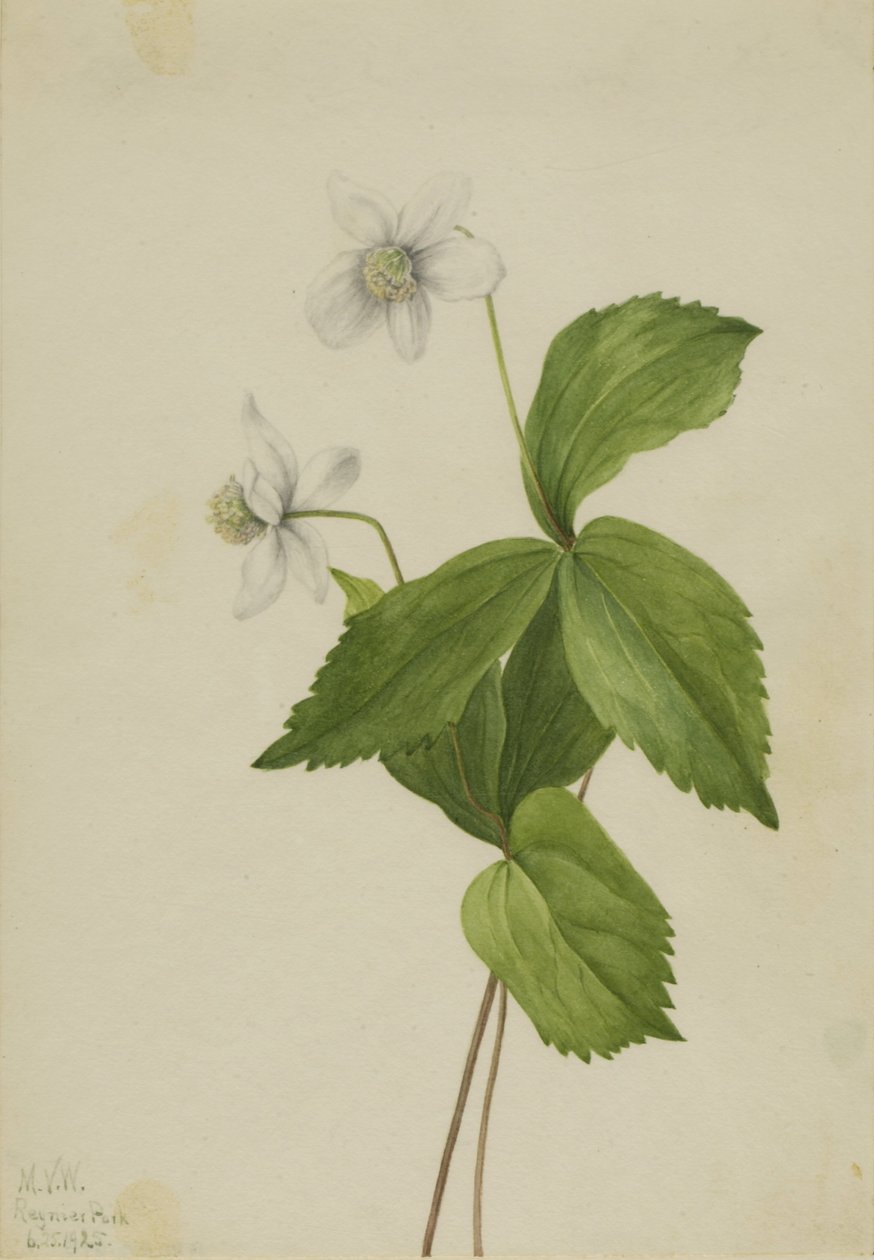 Forest Anemone (Anemone deltoidea) af Mary Vaux Walcott