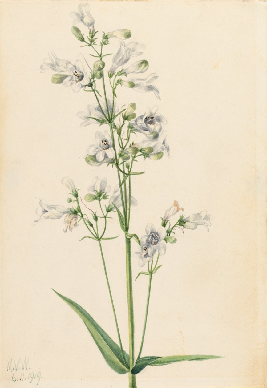 Foxglove Penstemon Penstemon digitalis, 1919. af Mary Vaux Walcott