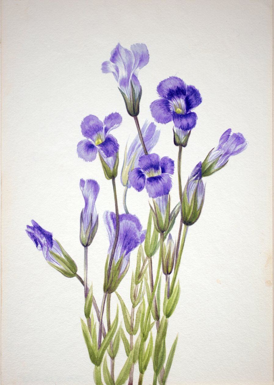 Frynset ensian Gentiana elegana, 1933. af Mary Vaux Walcott