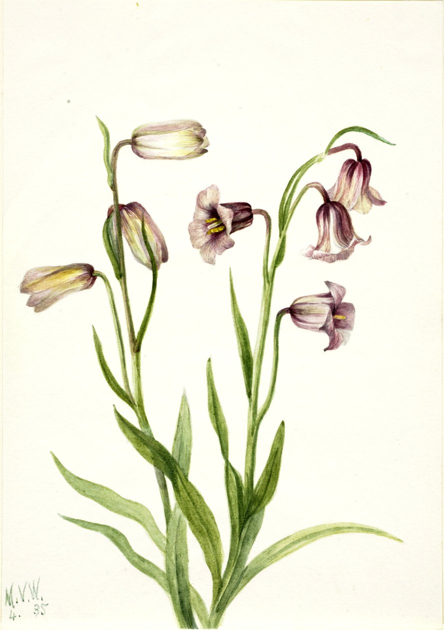 Guldsmed (Fritillaria biflora) af Mary Vaux Walcott