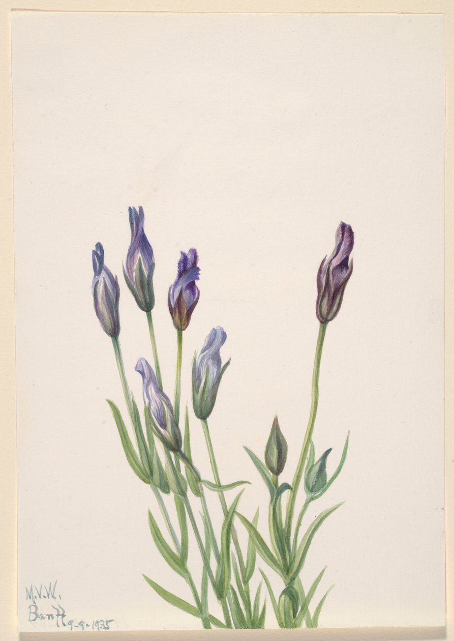 Ensian (Gentiana macounii) af Mary Vaux Walcott