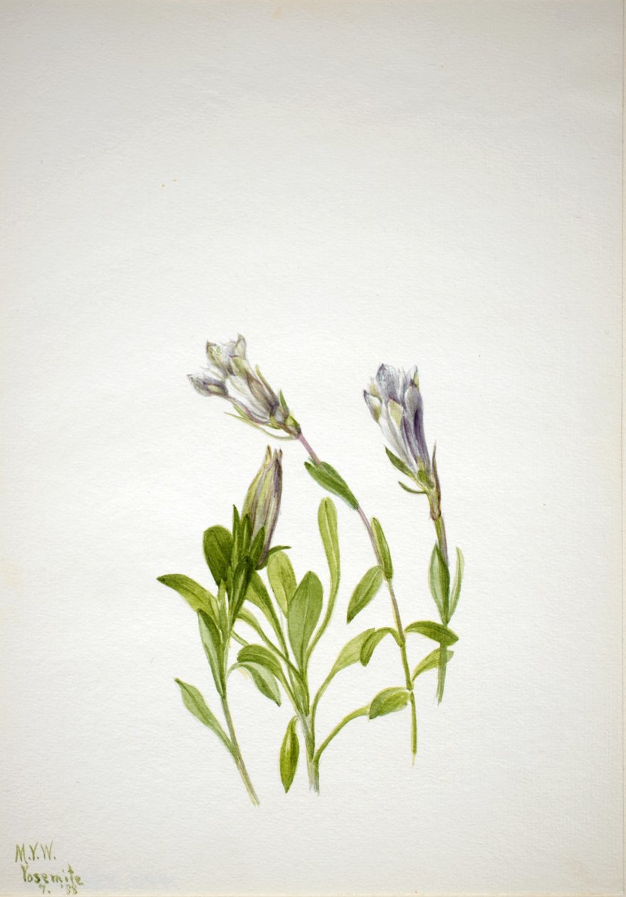 Ensian (Gentiana newberri) af Mary Vaux Walcott